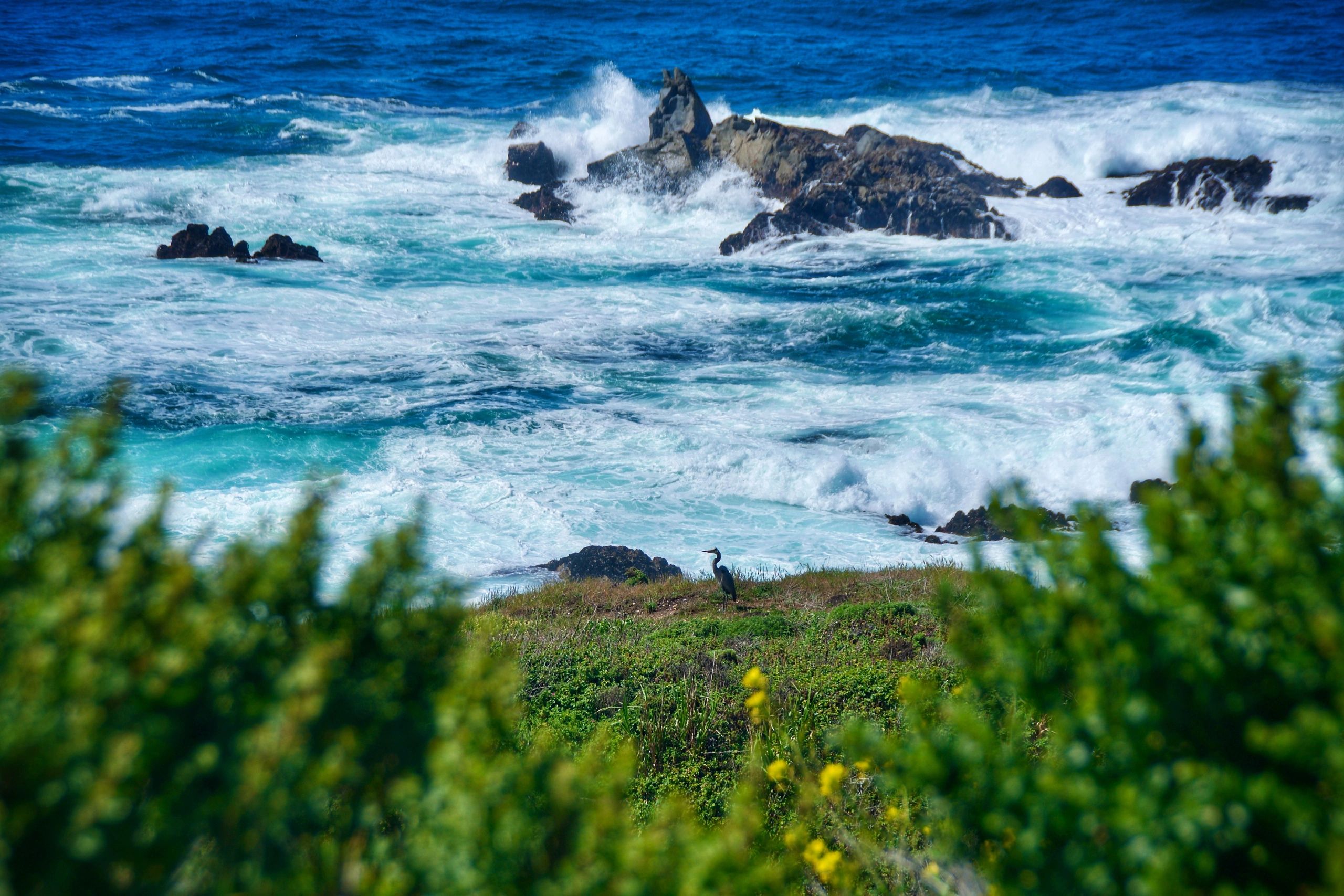 Seabird along a coastal landscape